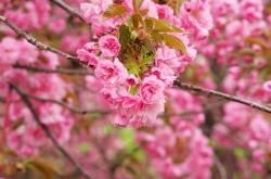 爱游戏官网-魔术的团队魔法，为何库里式无解并非唯一答案