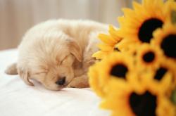 爱游戏APP-赛道与绿茵的跨界狂欢，哈兰德点燃F1揭幕战之夜