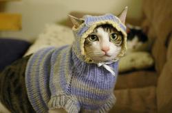 AYX体育赛事-阿拉巴时间，当奥地利之刃在温布利雕刻英格兰的叹息