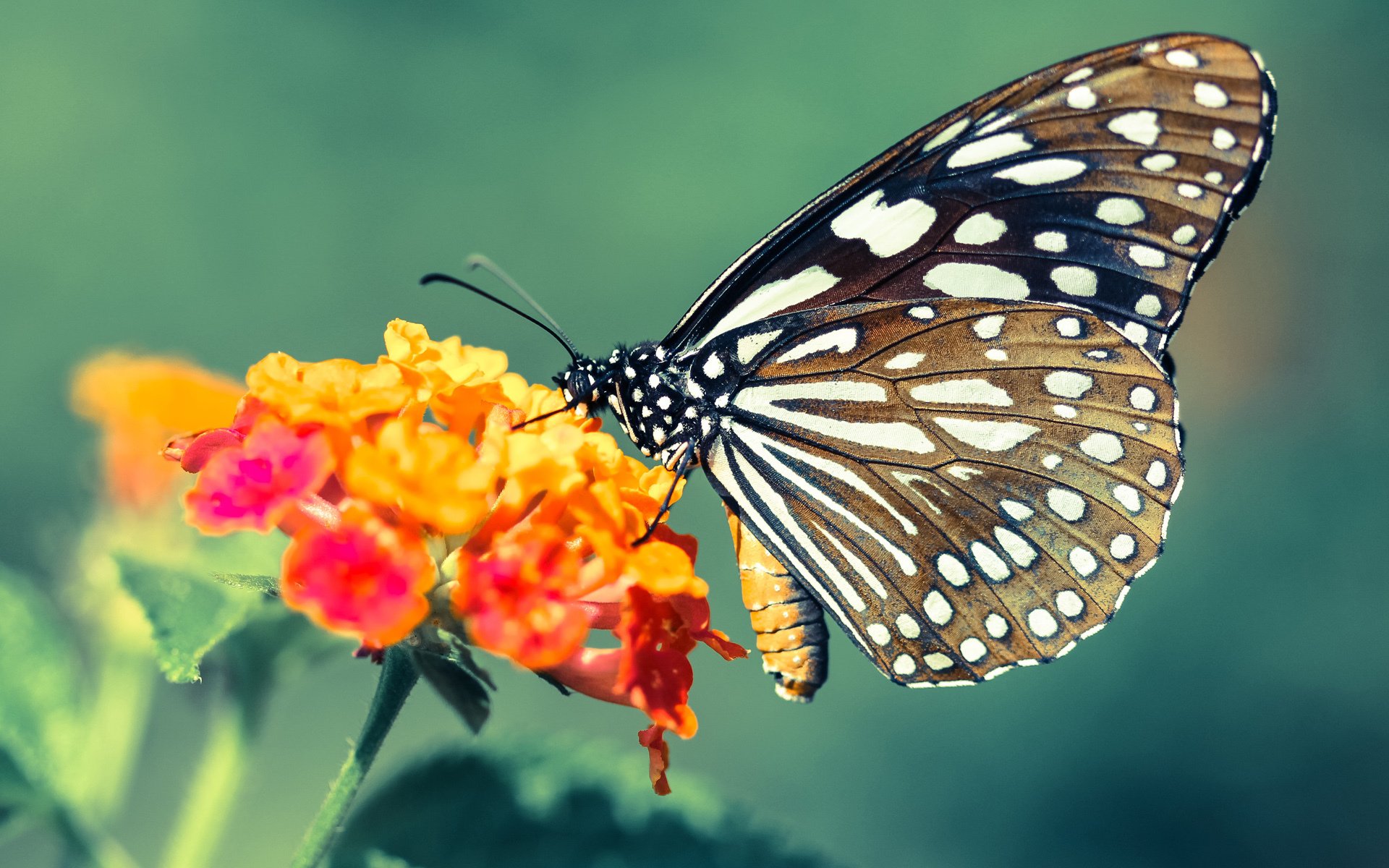 绿茵场外的博弈,当西甲国家德比遇上摩洛哥封锁美国的地缘政治隐喻