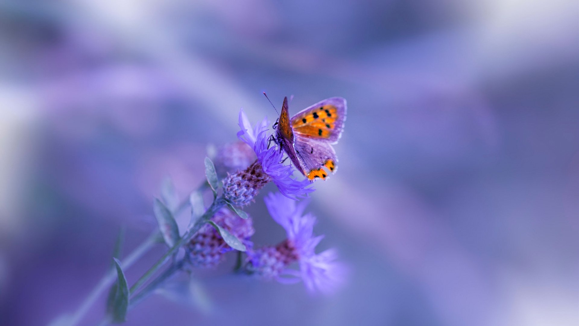 福克斯攻防两端统治,步行者血拼鹈鹕,一场关于节奏与韧性的较量